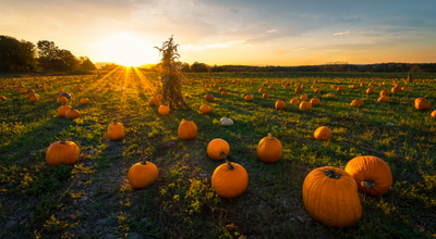 Tips for Visiting a Pumpkin Patch With Your Toddler